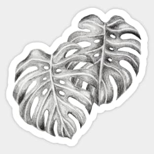 Black and White Monstera Leaves Sticker